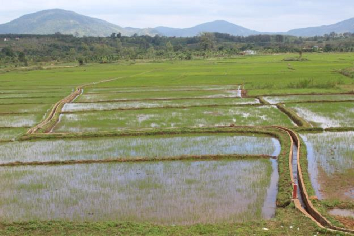 khi dong ruong kien co hoa kenh muong 3